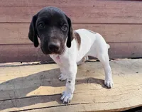 ‘MANDY’ GORGEOUS LARGE WHITE TICKED FEMALE , a female German Shorthaired Pointer for sale in Woodland Park, CO – 2 of 10