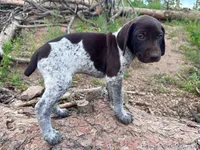 ‘ELLE’ AKC FEMALE- EXQUISITE PATCHING TOP COLOR LIVER ROAN, a female German Shorthaired Pointer for sale in Woodland Park, CO – 7 of 10