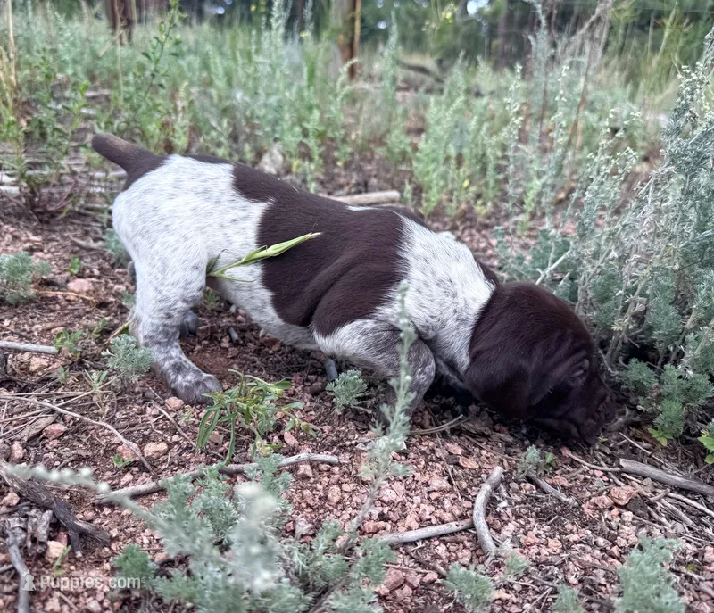 ‘ELLE’ LIVER ROAN FEMALE  – German Shorthaired Pointer puppy for sale in Woodland Park, CO