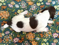 ‘MANDY’ WHITE TICKED FEMALE , a female German Shorthaired Pointer for sale in Woodland Park, CO – 7 of 9