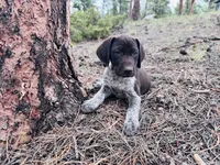 EXCEPTIONAL LIVER ROAN FEMALE “ELLE” — PICK OF THE LITTER, a female German Shorthaired Pointer for sale in Woodland Park, CO – 10 of 10