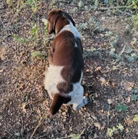 ‘ELLE’ LIVER ROAN FEMALE SUPER SPECKLED! , a female German Shorthaired Pointer for sale in Woodland Park, CO – 8 of 10