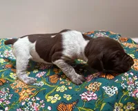‘ELLE’ LIVER ROAN FEMALE , a female German Shorthaired Pointer for sale in Woodland Park, CO – 5 of 10