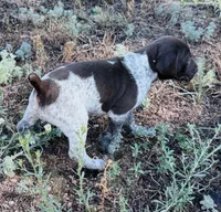 ‘ELLE’ LIVER ROAN FEMALE SUPER SPECKLED! , a female German Shorthaired Pointer for sale in Woodland Park, CO – 10 of 10