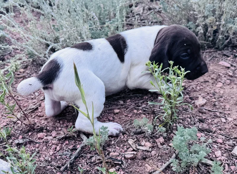 ‘MANDY’ WHITE TICKED FEMALE  – German Shorthaired Pointer puppy for sale in Woodland Park, CO
