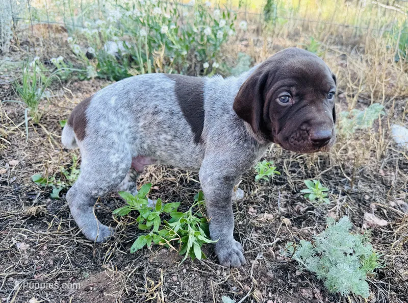 ‘JORGENSEN’ LIVER ROAN MALE  – German Shorthaired Pointer puppy for sale in Woodland Park, CO