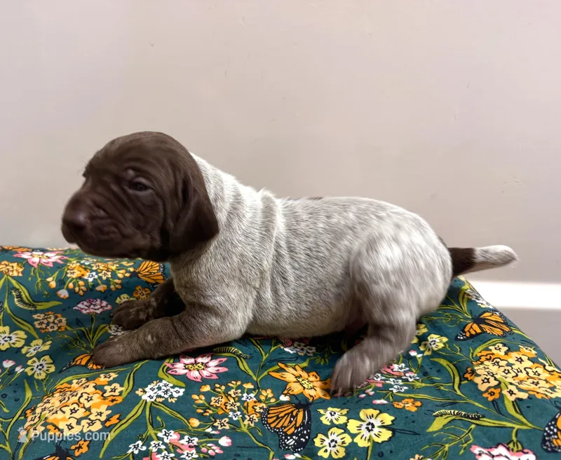 ‘JORGENSEN’ LIVER ROAN MALE  – German Shorthaired Pointer puppy for sale in Woodland Park, CO