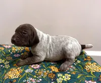‘JORGENSEN’ LIVER ROAN MALE , a male German Shorthaired Pointer for sale in Woodland Park, CO – 1 of 10