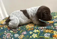 ‘JORGENSEN’ LIVER ROAN MALE , a male German Shorthaired Pointer for sale in Woodland Park, CO – 2 of 10