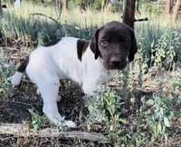 ‘MANDY’ GORGEOUS LARGE WHITE TICKED FEMALE , a female German Shorthaired Pointer for sale in Woodland Park, CO – 5 of 10