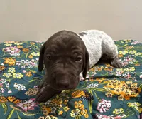 ‘JORGENSEN’ LIVER ROAN MALE , a male German Shorthaired Pointer for sale in Woodland Park, CO – 8 of 10