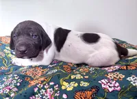 ‘MANDY’ WHITE TICKED FEMALE , a female German Shorthaired Pointer for sale in Woodland Park, CO – 1 of 9