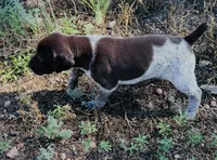 ‘ELLE’ LIVER ROAN FEMALE SUPER SPECKLED! , a female German Shorthaired Pointer for sale in Woodland Park, CO – 4 of 10
