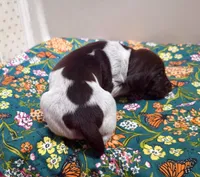 ‘ELLE’ LIVER ROAN FEMALE , a female German Shorthaired Pointer for sale in Woodland Park, CO – 6 of 10