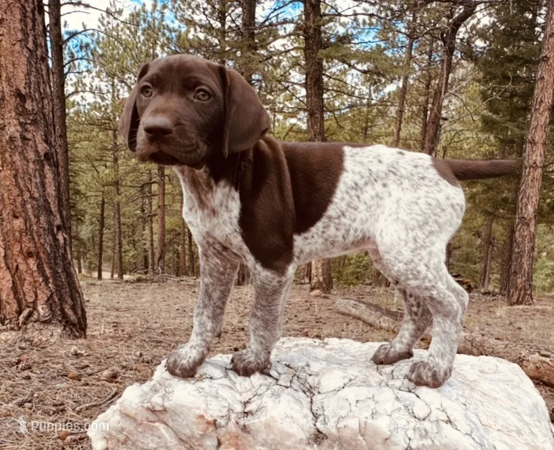 EXCEPTIONAL LIVER ROAN FEMALE “ELLE” — PICK OF THE LITTER – German Shorthaired Pointer puppy for sale in Woodland Park, CO