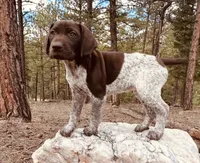 EXCEPTIONAL LIVER ROAN FEMALE “ELLE” — PICK OF THE LITTER, a female German Shorthaired Pointer for sale in Woodland Park, CO – 1 of 10