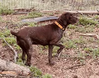 SAGE the ‘POCKET POINTER’, a female German Shorthaired Pointer for sale in Lake George, CO – 4 of 10
