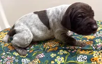 ‘JORGENSEN’ LIVER ROAN MALE , a male German Shorthaired Pointer for sale in Woodland Park, CO – 6 of 10