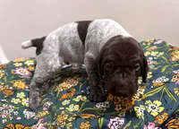 ‘JORGENSEN’ LIVER ROAN MALE , a male German Shorthaired Pointer for sale in Woodland Park, CO – 3 of 10