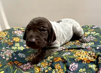 ‘JORGENSEN’ LIVER ROAN MALE , a male German Shorthaired Pointer for sale in Woodland Park, CO – 10 of 10