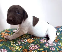 ‘MANDY’ WHITE TICKED FEMALE , a female German Shorthaired Pointer for sale in Woodland Park, CO – 8 of 9