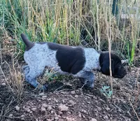 ‘ELLE’ LIVER ROAN FEMALE SUPER SPECKLED! , a female German Shorthaired Pointer for sale in Woodland Park, CO – 3 of 10