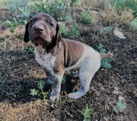 ‘ELLE’ LIVER ROAN FEMALE SUPER SPECKLED! , a female German Shorthaired Pointer for sale in Woodland Park, CO – 2 of 10
