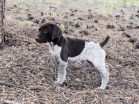 ‘ELLE’ AKC FEMALE- EXQUISITE PATCHING TOP COLOR LIVER ROAN, a female German Shorthaired Pointer for sale in Woodland Park, CO – 5 of 10