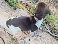 ‘ELLE’ AKC FEMALE- EXQUISITE PATCHING TOP COLOR LIVER ROAN, a female German Shorthaired Pointer for sale in Woodland Park, CO – 9 of 10