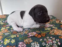 ‘MANDY’ WHITE TICKED FEMALE , a female German Shorthaired Pointer for sale in Woodland Park, CO – 9 of 9