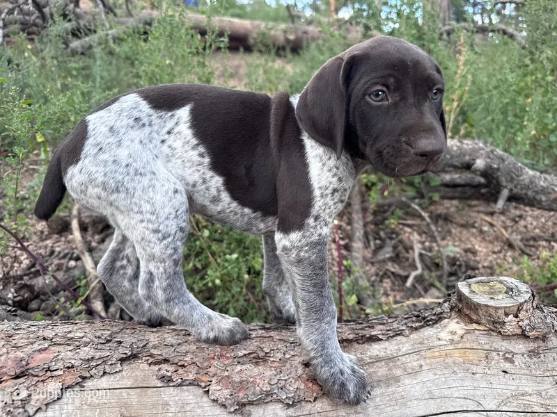 ‘ELLE’ AKC FEMALE- EXQUISITE PATCHING TOP COLOR LIVER ROAN – German Shorthaired Pointer puppy for sale in Woodland Park, CO