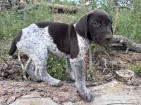 ‘ELLE’ AKC FEMALE- EXQUISITE PATCHING TOP COLOR LIVER ROAN, a female German Shorthaired Pointer for sale in Woodland Park, CO – 1 of 10