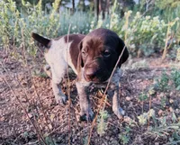‘ELLE’ LIVER ROAN FEMALE SUPER SPECKLED! , a female German Shorthaired Pointer for sale in Woodland Park, CO – 7 of 10