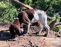 EXCEPTIONAL LIVER ROAN FEMALE “ELLE” — PICK OF THE LITTER, a female German Shorthaired Pointer for sale in Woodland Park, CO – 7 of 10
