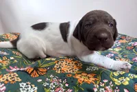 ‘MANDY’ WHITE TICKED FEMALE , a female German Shorthaired Pointer for sale in Woodland Park, CO – 2 of 9