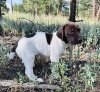 ‘MANDY’ GORGEOUS LARGE WHITE TICKED FEMALE , a female German Shorthaired Pointer for sale in Woodland Park, CO – 9 of 10