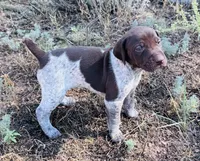 ‘ELLE’ LIVER ROAN FEMALE SUPER SPECKLED! , a female German Shorthaired Pointer for sale in Woodland Park, CO – 6 of 10