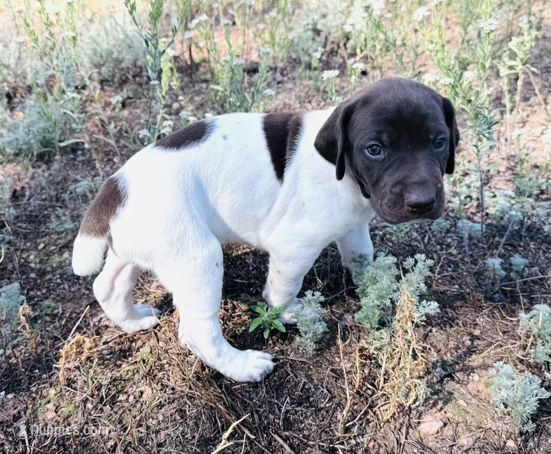 ‘MANDY’ WHITE TICKED FEMALE  – German Shorthaired Pointer puppy for sale in Woodland Park, CO