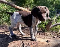 EXCEPTIONAL LIVER ROAN FEMALE “ELLE” — PICK OF THE LITTER, a female German Shorthaired Pointer for sale in Woodland Park, CO – 4 of 10