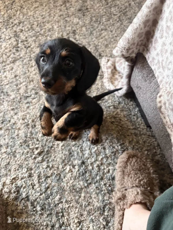 Willow, a female Miniature Dachshund for sale in Spanaway, WA – 1 of 1