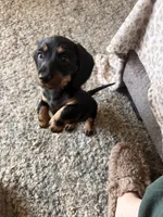 Willow, a female Miniature Dachshund for sale in Spanaway, WA – 1 of 1