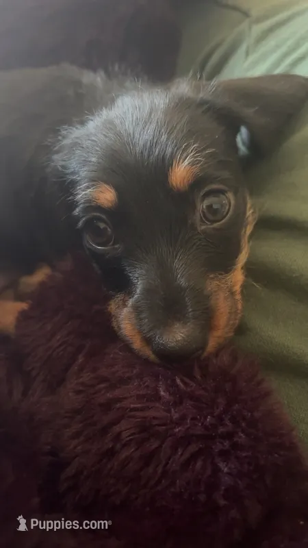 Willow – Miniature Dachshund puppy for sale in Spanaway, WA