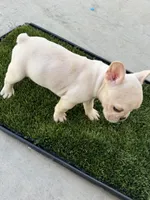Booda , a male French Bulldog for sale in Tucson, AZ – 3 of 3