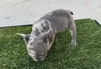 Mommas, a female French Bulldog for sale in Tucson, AZ – 2 of 4