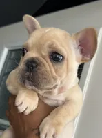 Pa, a male French Bulldog for sale in Tucson, AZ – 4 of 6