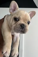 Pa, a male French Bulldog for sale in Tucson, AZ – 2 of 6