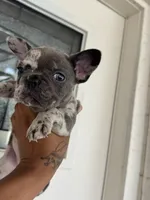 Mommas, a female French Bulldog for sale in Tucson, AZ – 3 of 4