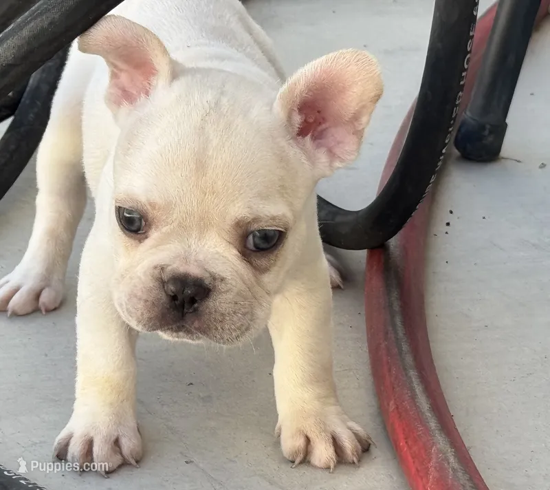 Booda  – French Bulldog puppy for sale in Tucson, AZ
