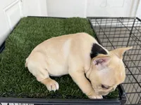 Pa, a male French Bulldog for sale in Tucson, AZ – 6 of 6