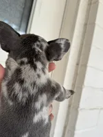 Mommas, a female French Bulldog for sale in Tucson, AZ – 4 of 4